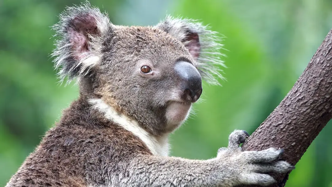 Australia